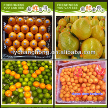Nombre todos los cítricos / naranja mandarina / naranja fresco / lista de frutas amarillas